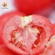  PLUS会员：呈祥 普罗旺斯 沙瓤番茄 中果1斤（单果100-150g）　