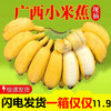 姒桀 广西小米蕉当季新鲜水果批发小香蕉皇帝焦新小米蕉非苹果蕉 小米蕉 默认1