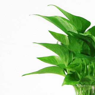 泰西丝 绿萝 盆栽 配塑料花瓶+麻绳
