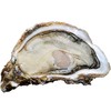 LONGSHAN OYSTERS 龙山白玉 厚味生蚝 16-21个 2.5kg