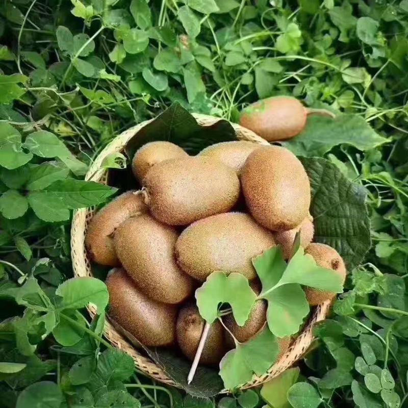 涵果zespri佳沛奇异果绿心猕猴桃2730个活动礼盒单果105135g