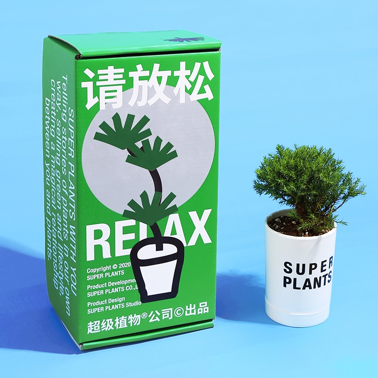 SUPER PLANTS 超级植物 请放松雾松澳洲杉种树礼盒室内放青松土培绿植盆栽礼物