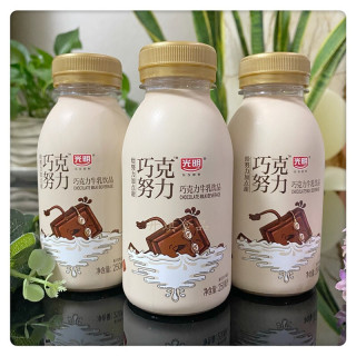 光明牛奶巧克努力巧克力牛奶饮品250ml8瓶日期新鲜泡沫保温箱冰袋发货
