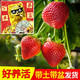 草莓苗 2盆30天结果+肥