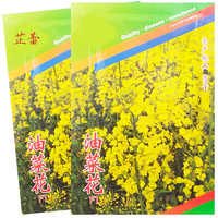 芷蕾 油菜花种子观赏食用花卉种籽榨油四季播庭院阳台盆栽蔬菜种孑春季 油菜花(原装10克x3袋)