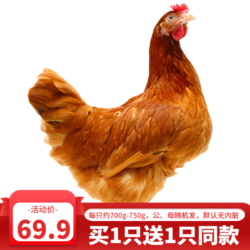黄河畔 农家走地鸡整鸡 750g/只 整只装