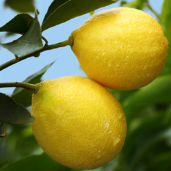 uncle lemon 安岳  新鲜黄柠檬水果  产地直供5斤三级果 家庭装