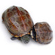 易萌 草龟4-5cm2只 草龟活物外塘金线龟宠物乌龟活体半水龟观赏龟小龟苗