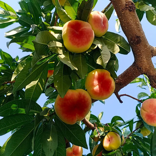 PLUS会员：唐鲜生 北京平谷蟠桃 扁桃子 生鲜 新鲜水果 带箱2.5斤