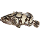 马可夫 东山岛冷冻石斑鱼 龙胆石斑鱼 去肚 龙虎鱼 海鲜水产 1条-500-60