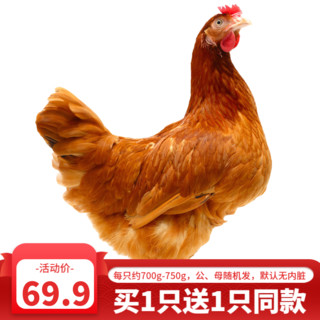黄河畔 农家土鸡三黄鸡笨鸡走地鸡整鸡 750g/只 整只装