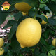 PLUS会员：uncle lemon 安岳新鲜黄柠檬 5斤三级果