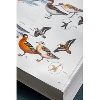 《中国鸟类观察手册》（软精装）