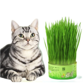 Curly Tail 卷尾巴无土栽培猫草2罐小麦种子猫草 报价价格评测怎么样 什么值得买