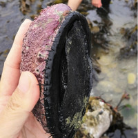 海泽鲜 原生态9年黑金鲍 1头 550-450g