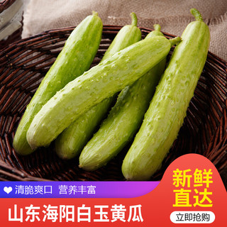 海阳白玉黄瓜 水果小黄瓜 青瓜 新鲜蔬菜 4.5斤普通装