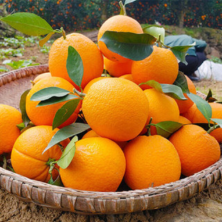 XIANGUOLAN 鲜菓篮 橙子脐橙水果甜橙子 脐橙9斤装