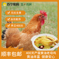 五个农民 [五个农民] 400天产蛋黄油老母鸡1100g 无抗 养足400天 黄油丰富