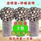 参喜   蘑菇种子 三包 四季种植