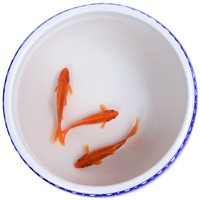 鱼多趣 冷水血鹦鹉鱼 3条（5-7cm）