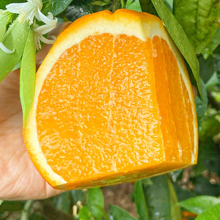 誉福园 伦晚春橙 中大果 单果果径70-75mm 4.5kg