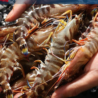 哆鲜生 海捕大虾 竹节虾 单只20cm 4-6只 300g