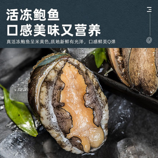 鲜味时刻 福建冷冻大鲍鱼佛跳墙食材 500g 13-15只 火锅生鲜海鲜食材贝类（个头中等）