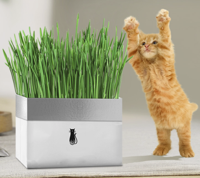 猫咪要吃鲜猫草～！给猫咪种植猫草初体验