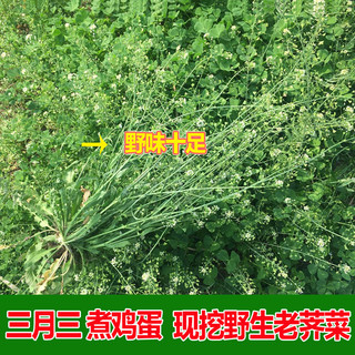 团鱼洲 湖北野生老荠菜地菜花新鲜荠菜花煮鸡蛋3斤