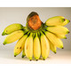 PLUS会员：粤云山 小米蕉 无催熟生香蕉 净重9斤