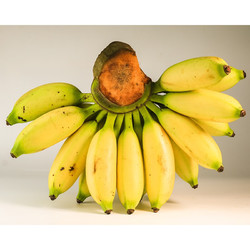 粤云山 小米蕉 无催熟生香蕉 净重9斤