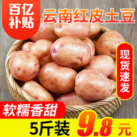 云南高原红皮黄心小土豆  马铃薯 新鲜蔬菜 洋芋 5斤装
