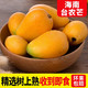 梅珍 海南台农芒果5斤
