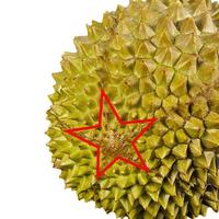 至尚云巅 猫山王D197液氮榴莲