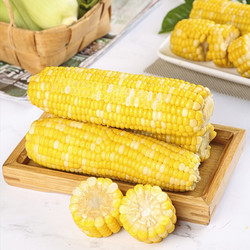 Xian Zhi Nan 鲜指南 玉米 新鲜蔬菜 产地现掰直发金银水果玉米 9斤装