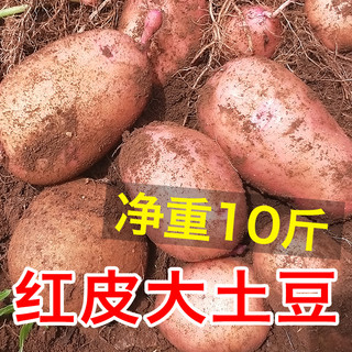 阿朴 红皮大土豆新鲜10斤包邮云南特产黄心洋芋农家自种蔬菜马铃薯批发 1500g