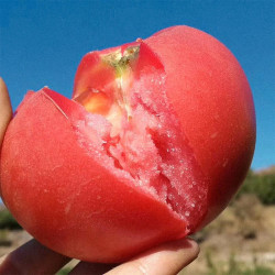 寿禾 粉冠番茄种子 30粒原装