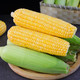 玉米 新鲜蔬菜 产地当季直发金银水果玉米 9斤装