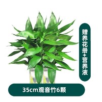 种着玩富贵竹水培观音竹吸甲醛绿植水培植物花卉盆栽水养转运竹开运竹龙竹 60-70cm富贵竹10支 35-40cm观音竹6颗 塑料盆