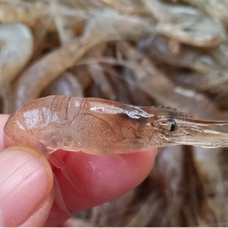 林中山 青岛鲜活速冻淡水小河虾小白虾大河虾鲜活冷冻小河虾小明虾新鲜 小河虾2斤（1cm-3cm左右）