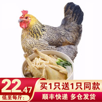 黄河畔 土鸡2年老母鸡柴鸡肉 走地鸡新鲜鸡肉 1000g/只 整只装