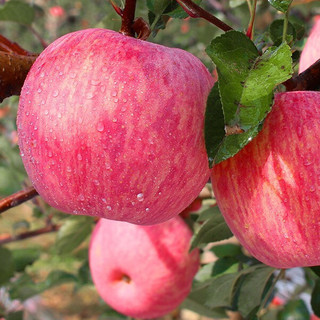 luochuanapple 洛川苹果 红富士苹果 单果果径70-75mm 5kg