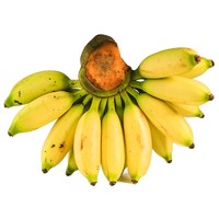 PLUS会员：粤云山 小米蕉 无催熟生香蕉 9斤装