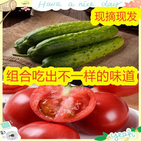 佑嘉木 普罗旺斯西红柿+旱黄瓜组合   4-4.5斤