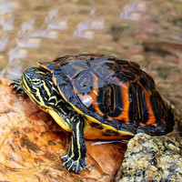 易萌 火焰龟活体深水龟黄腹红腹火焰龟观赏龟宠物乌龟活物小乌龟 火焰龟（1只9-11厘米）