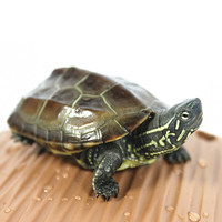 易萌 中华草龟 小乌龟活体外塘草龟长寿龟宠物水龟金线龟活物龟 8-10cm一只