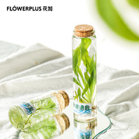 FlowerPlus 花加 水域精灵绿菊小型水培瓶装美观绿植