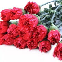 云南基地鲜花花束超长花期 品质鲜花 红色康乃馨10枝+保鲜剂