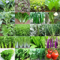 阳台盆栽菜籽 四季播种 50包蔬菜种子+肥2包