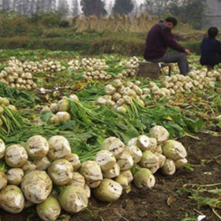 隆中 襄阳大头菜 1.5kg